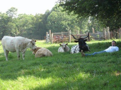 Ard and his cows
